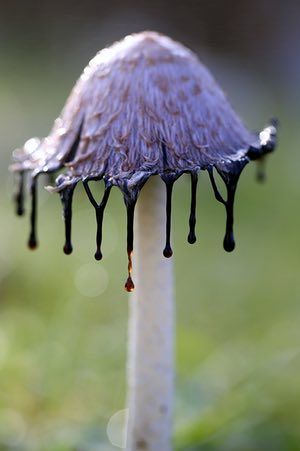 mushroom Purple Mushroom, Fungi Art, Mushroom Plant, Photography Assignments, Mushroom Pictures, Arte Van Gogh, Eyes Drawing, The Observer, Mushroom Fungi