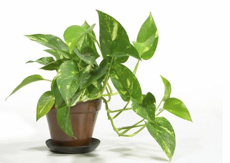 House Plants Pictures And Names | House plants peaked in popularity in the 70s | OregonLive.com Indoor Office Plants, Pothos Plant Care, Soft Energy, Common House Plants, Popular House Plants, Indoor Plants Low Light, Easy House Plants, Large Indoor Plants, Golden Pothos