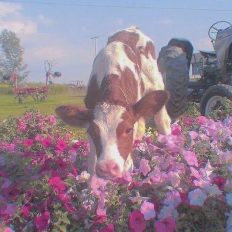 Fluffy Cows, Pretty Animals, Cute Cows, Little Animals, Cute Little Animals, Cottage Core, Farm Animals, Pink Flowers, Cow