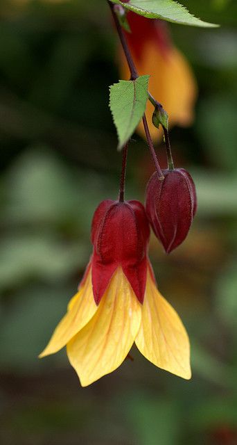 Abutilon (Schönmalve, Zimmerahorn) Unusual Flowers, Airbrush Art, Rare Flowers, Red And Yellow, Exotic Flowers, Flower Beauty, Beautiful Blooms, Art Photo, Plant Life