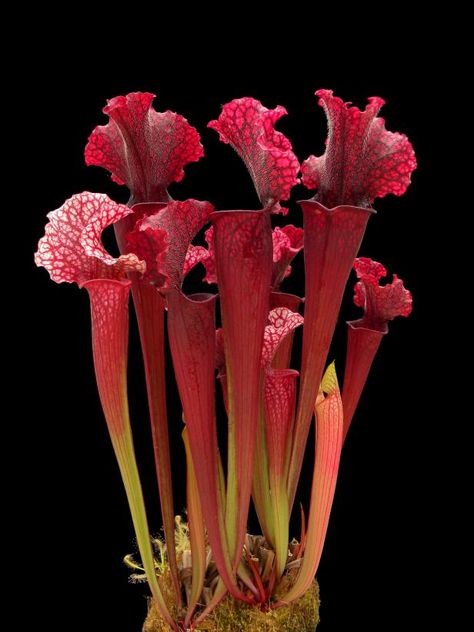 Carnivorous Pitcher Plant, Insectivorous Plant, Pitcher Plants, Bog Plants, Alien Plants, Bog Garden, Plants For Home, Hgtv Garden, Weird Plants