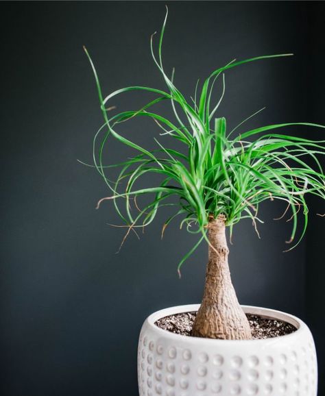 Ponytail Palm Care, Ponytail Palm Tree, Tall Succulents, African Milk Tree, Ponytail Palm, Brown Tips, Houseplant Care, Tropical Greenery, Cat Plants