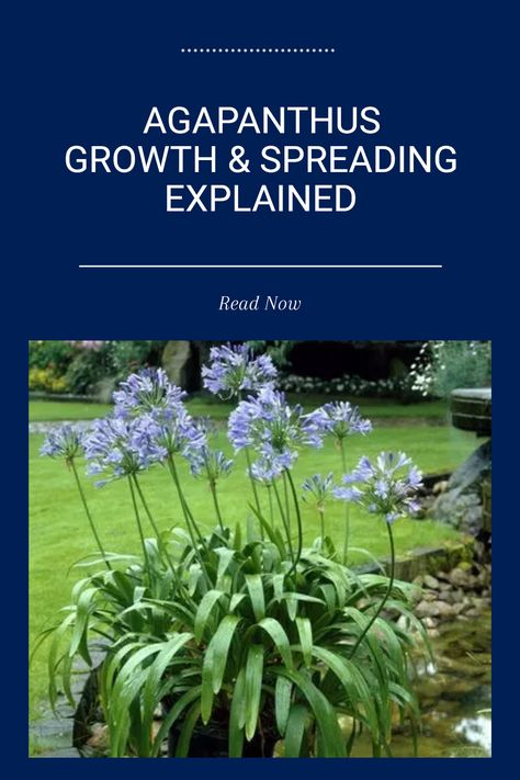 Agapanthus plants are known for their amazing ability to spread and multiply. As perennials, they produce offsets, or small new plants, which allows them to thrive and expand in your garden. Curious about how to manage Agapanthus and encourage their growth? This guide covers everything from their spreading behavior to tips on planting, repotting, and caring for your Agapanthus. If you want a lush bloom in your yard, learning about this hardy plant can be a game changer. Explore the joys of growing Agapanthus! Agapanthus Garden, Cornish Garden, Driveway Border, Agapanthus Plant, Driveway Ideas, My Plant, Attract Pollinators, Root System, Plant Health