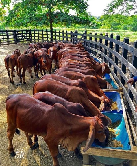 Cow Ranch, Cattle Barn Designs, Cow Shed Design, Cattle Housing, Agriculture Pictures, Cattle Feeder, Poultry Farm Design, Sheep House, Cattle Barn