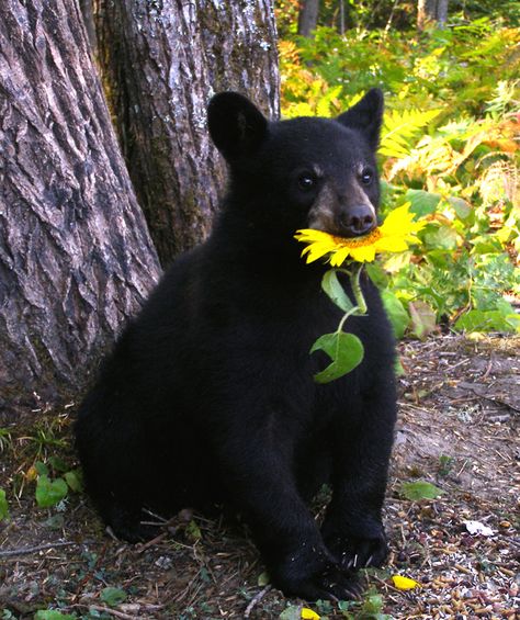 Adorable Lucky the Black Bear.    North American Bear Center Black Bear Cub, Bear Pictures, Love Bear, Bear Cubs, Cute Animal Pictures, Sweet Animals, Animal Planet, Animal Photo, Black Bear