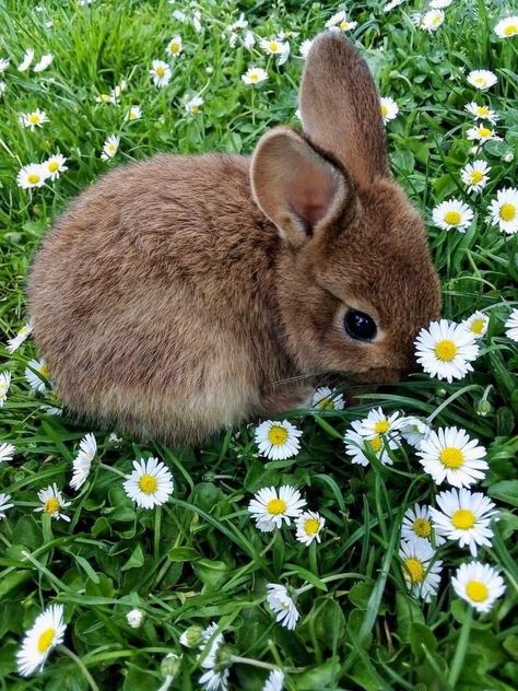 Animal Core Aesthetic, Bunny Care Aesthetic, Bunny Rabbit Aesthetic, Wild Rabbit Aesthetic, Bunnies Outside, Menagerie Aesthetic, Bunnies Photography, Rabbits Aesthetic, Fauna Aesthetic