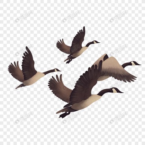 Flying Goose, Wild Goose, Best Resolution, Flying Geese, Clipart Images, Transparent Background, Free Download, Resolution, Clip Art