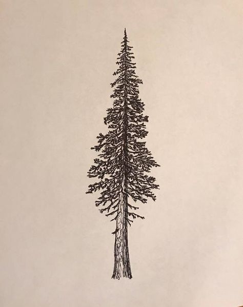 Douglas Fir - Etsy Douglas Fir Tree Drawing, Doug Fir Tattoo, Traditional Pine Tree Tattoo, Douglas Fir Tree Tattoo, Fir Tree Tattoos, Douglas Fir Tattoo, Redwood Tree Tattoo, Redwood Tattoo, Trees Tattoo