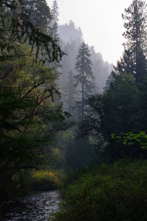 Yes, I'd like a little cottage with a front porch here please :) Lost Creek, Willamette National Forest, Oregon Oregon Aesthetic, Forest Oregon, Laser Tattoo, Laser Tattoo Removal, Tattoo Removal, Pine Trees, National Forest, Oregon, Forest