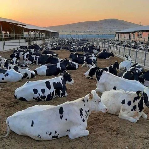 Cow Shed Design, Sheep House, Nguni Cattle, Cow House, Farm Plans, Livestock Farming, Bunny Cages, Dairy Cattle, Farm Business