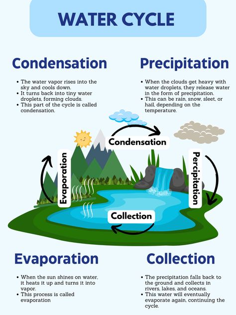 Water Cycle Diagram Science, Teaching Science Elementary, Natural Resources Lesson, Organ Functions, Water Cycle Diagram, Basic Geography, Science Art Projects, Earth Activities, Earth Science Lessons