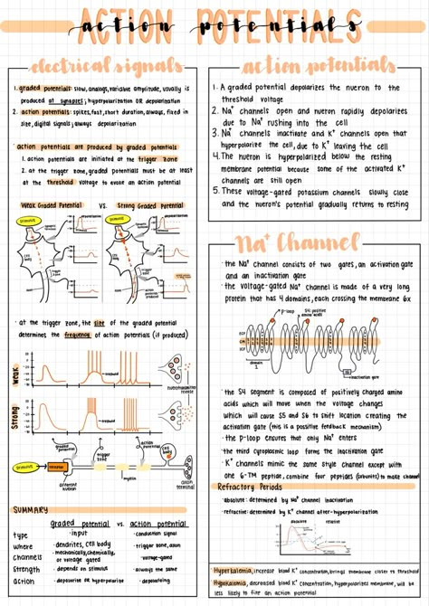 Aesthetic notes made on an iPad Pro for physiology class Ipad Revision Notes, Stats Notes Aesthetic, Goodnotes Science Notes, Good Notes Layout Ideas, Good Notes Journal Ideas, Aesthetic Notes Good Notes, Cute Ipad Note Ideas, Notes Aesthetic On Ipad, Digital Notes Header Ideas