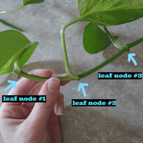 leaf node Propagating Pothos, Propagate Pothos, Pathos Plant, Pothos In Water, Pothos Plant Care, Pothos Vine, Succulent Potting Mix, Propagation Station, Easy Plants To Grow