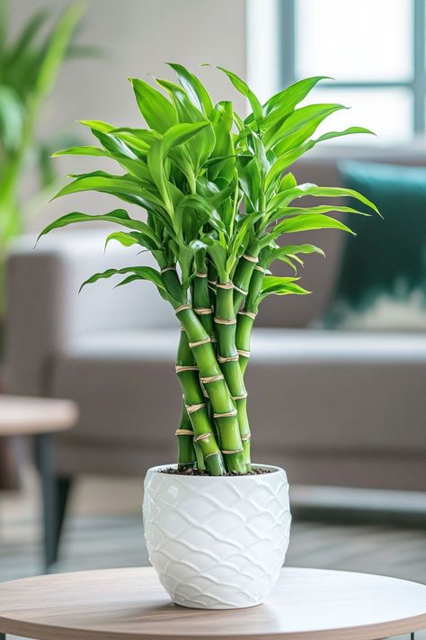 Lucky Bamboo (Dracaena sanderiana) is a delightful and vibrant addition to any home or office! 🎍🌿 Known for its elegant, spiral-shaped stems and easy care, this plant is a beautiful blend of aesthetic appeal and symbolic luck. Low maintenance and bursting with charm, Lucky Bamboo is perfect for adding a touch of greenery and good fortune to your space. Indulge in this stylish twist on indoor plants today! 🌱✨ #LuckyBamboo #IndoorPlants #GoodFortune #GreenLiving Money Plant Decor Indian, Bamboo Indoor Plant, Bamboo Plant Indoor, Peace Lily Indoor, Dracaena Sanderiana, Pot Flowers, Planting Plants, Lucky Bamboo Plants, Lucky Plant