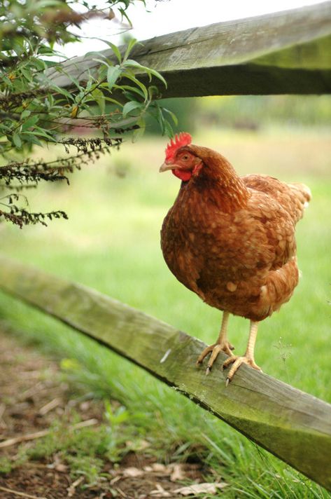 Best Egg Laying Chickens, Egg Laying Chickens, Beautiful Chickens, Southern Life, Chickens And Roosters, Farms Living, Chicken Farm, Cat People, Backyard Chickens