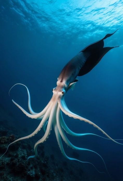 15 Pacific Ocean Creatures That Revolutionized Marine Biology: Unexpected Discoveries Beneath the Waves 8 Bioluminescence Creatures, Ocean Biology, Biology Animals, Ocean Creatures Art, Cool Sea Creatures, Deep Sea Life, Ocean Habitat, Ocean Plants, Marine Organism