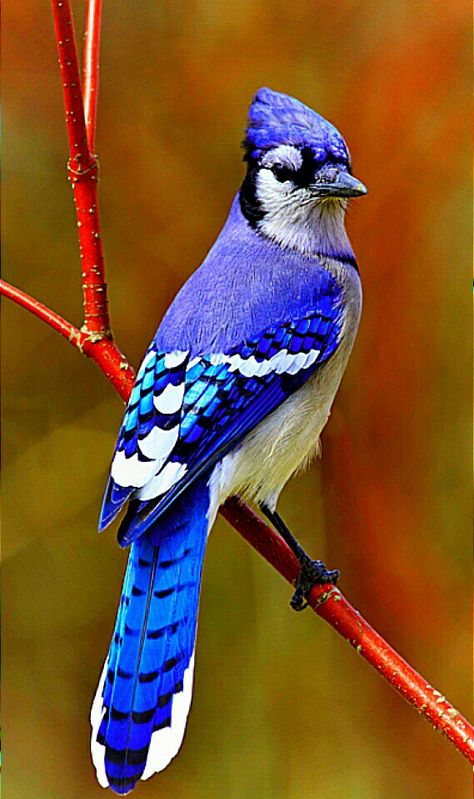 The Blue Jay COMMON NAME: BlueJay SCIENTIFIC NAME: Cyanocittacristata TYPE: Birds DIET: Omnivores GROUP NAME: Flock SIZE: 10 to 12 in; wingspan, 13 to 17 in WEIGHT: 2.5 to 3.5 oz Regard Animal, Regnul Animal, Blue Jay Bird, Scientific Name, Most Beautiful Birds, Nature Birds, Backyard Birds, Bird Pictures, Exotic Birds