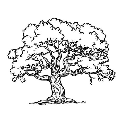 Sketch of oak tree. Black and white line art. Vintage tree logo isolated on background Oak Tree Line Drawing, Oak Tree Drawing Sketch, Oak Tree Sketch, Simple Tree Drawing, Oak Drawing, Oak Tree Illustration, Tree Drawing Ideas, Line Art Tree, Twisty Tree