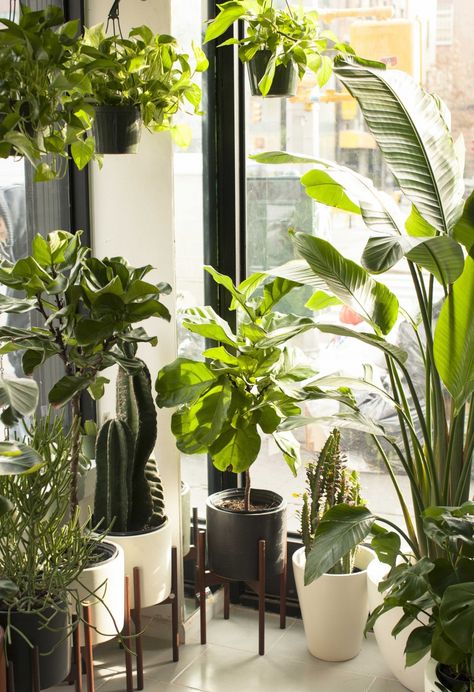 The Sill wants to bring keeping plants alive to everyone (plus clients like Google, Twitter, and Warby Parker): The plant brand, with a storefront in Manhattan, is nothing short of immaculate, and so flush with greenery you could almost forget you’re in Chinatown. | Coveteur.com Keeping Plants Alive, Indoor Plants Styling, Tattoo Plant, House Plant Pots, Best Indoor Plants, Plant Aesthetic, House Plants Decor, House Plants Indoor, Pretty Plants