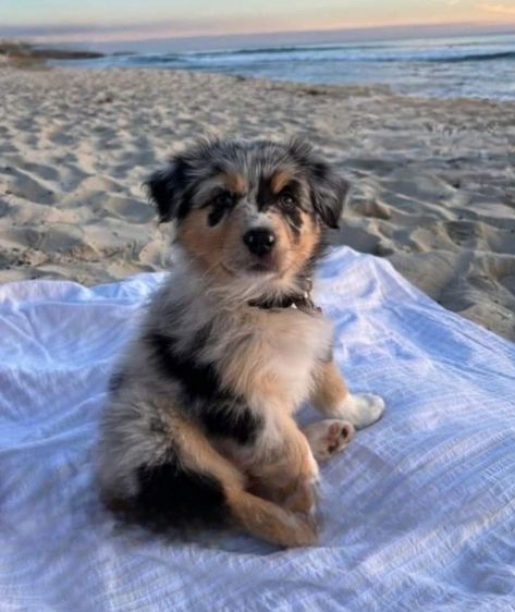 Dog Sitting, Australian Shepherd, At The Beach, The Ocean, The Beach, Blue