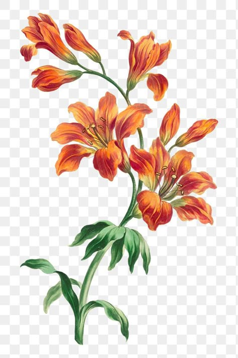 Orange Flowers Illustration, Orange Day Lily Tattoo, Flower Design Illustration, Flower Digital Art Illustrations, Floral Designs Pattern, Flower Illustration Design, Botanic Flowers, Watercolor Art Flowers, Flower Illustration Art