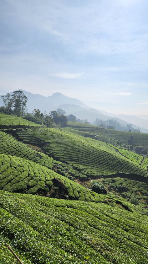 Munnar, Kerala. Kerala Backwaters Photography, Munnar Photography Kerala, Munnar Photography, Munnar Kerala, Special Love Quotes, Kerala Backwaters, Rainy Sky, Munnar, Vision Board Manifestation