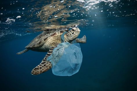 Marine Pollution, Ocean Pollution, Water Pollution, Environmental Pollution, Help Animals, Plastic Pollution, Endangered Animals, A Turtle, Sea Birds