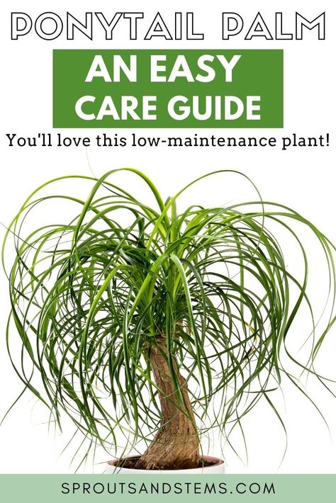 Ponytail Plant, Ponytail Palm Care, Palm Plant Care, Ponytail Palm Tree, Palm Tree Care, Succulent Fertilizer, Ponytail Palm, Easy Ponytail, How To Water Succulents