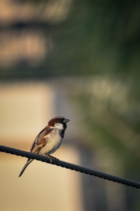 #sparrow #birds #photography #by #shwetalahre Sparrow Bird Photography, Sparrow Aesthetic, Sparrow Photography, Birds Photography, Sparrow Bird, Perspective Art, Bird Photography, Peter Pan, Supernatural