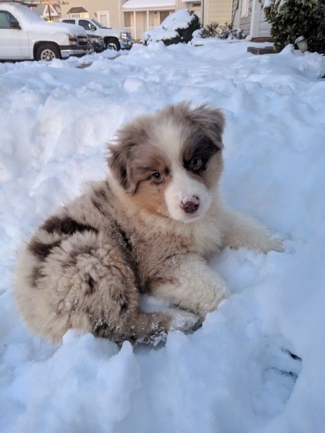 Aussie Shepherd Puppy, Australian Shepherd Puppies For Sale, Very Cute Puppies, Aussie Puppies, Australian Shepherd Puppies, Really Cute Puppies, Cute Animals Puppies, Dogs Cute, Australian Shepherd Dogs