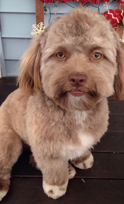 Ugly Dog Haircut, This Dog Is F Up Bro, Scraggly Dog, Crusty White Dog, Mulch Dog, Weird Dogs, Weird Looking Animals, Ugly Dog, Wholesome Dog