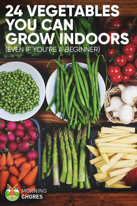 Want to learn growing vegetable indoors? Here's a complete list of 24 vegetables to grow indoors to supply you with healthy fresh veggies. Gemüseanbau In Kübeln, Growing Vegetables Indoors, Growing Food Indoors, Indoor Vegetables, Indoor Vegetable Gardening, Growing Veggies, Veg Garden, Indoor Herb Garden, Indoor Gardens