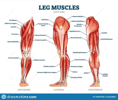 Leg Muscle Anatomical Structure, Labeled Front, Side and Back View Diagrams Stock Vector - Illustration of healthy, medicine: 169837055 Calf Anatomy, Leg Muscles Anatomy, Muscle Names, Peroneus Longus, Muscle Diagram, Leg Anatomy, Leg Muscle, Muscle Structure, Best Leg Workout