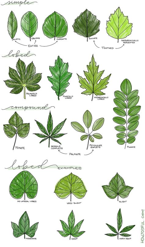 Learn how to draw a leaf step by step in this tutorial where we will go from super simple and easy, to drawing specific leaves and coloring them. #drawingleaf #drawingleafs #doodleleaf #doodleleaves #leafdrawing #leavesdrawing #bujoleaf #bulletjournaldoodle #doodle Maple Leaf Drawing, Drawing Leaves, Leaves Sketch, Leaves Doodle, Doodle A, Drawing Aesthetic, 타이포그래피 포스터 디자인, Simple Leaf, Flower Art Drawing