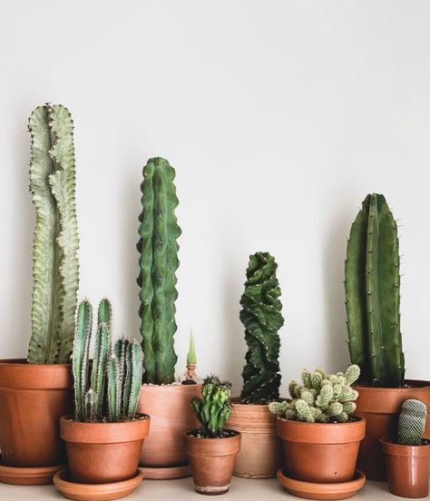 Mini Cactus Plants, Indoor Cactus Plants, How To Grow Cactus, Cactus House Plants, Making Plant Pots, Indoor Cactus, Cactus Care, Ornamental Plants, Cactus Garden