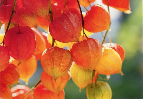 Physalis - chinese lantern plant Great for extending the season into late fall. Chinese Lanterns Plant, Cherry Plant, Seed Storage, Rare Seeds, Chinese Lantern, Seed Saving, Chinese Lanterns, Herb Seeds, Seed Pods