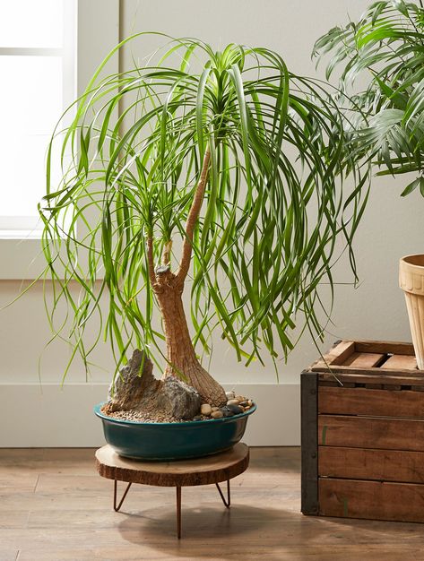 Houseplants add so much to our homes, but when you’re looking to really add some drama, decorating with indoor trees is the way to do it. These easy-care indoor trees will make a bold statement wherever you place them. #indoortrees #houseplants #bestindoortrees #tallhouseplants #bhg Ponytail Palm Tree, Easy Care Houseplants, Indoor Bonsai Tree, Gardening Vegetables, Corn Plant, Indoor Bonsai, Indoor Trees, Iron Plant, Palm Plant