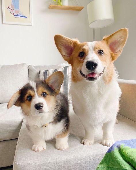 Pembroke Welsh Corgi - 10 fun facts about this small dog with short legs Corgi Dog Breed, Top Facts, Different Breeds Of Dogs, Corgi Breeds, Baby Corgi, Pembroke Welsh Corgi Puppies, Cute Corgi Puppy, Corgi Pictures, Corgi Puppies