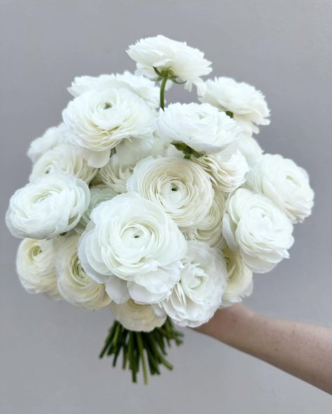 When white peonies haven’t started yet. Ranunculus will never ever disappoint - check out those fluffy ruffles!! 🤍🤍🤍 Ranunculus Bouquet White, Ranunculus Bridal Bouquet, White Peony Bouquet Wedding, Ranunculus Wedding, White Peonies Bouquet, Ranunculus Bouquet, Bridesmaid Bouquet White, Bridal Bouquet Peonies, Peony Bouquet Wedding