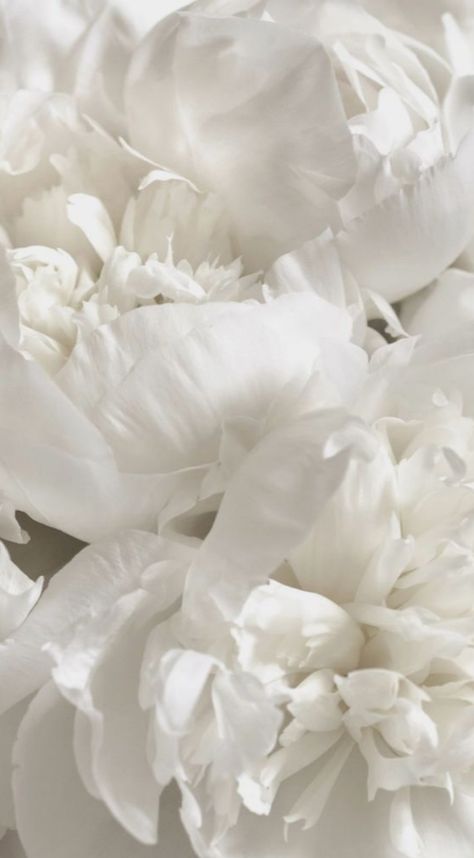 Soft White Aesthetic Vintage, White Ethereal Aesthetic, White Elegant Aesthetic, Soft White Aesthetic, Environment Issues, Peonies White, Delicate Aesthetic, Peony White, Black And White Movie