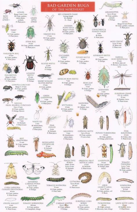 Good Bugs Vs Bad Bugs guide of the Northeast Garden Bug Spray Recipe, Plant Bugs, Bad Bugs, Garden Bugs, Garden Insects, Plant Problems, Beneficial Insects, Garden Pests, Bugs And Insects