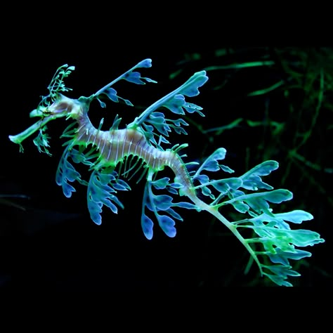 Weedy Sea Dragon, Weird Sea Creatures, Leafy Sea Dragon, Sea Dragons, Deep Sea Creatures, Sea Horses, Water Dragon, Beautiful Sea Creatures, Sea Dragon