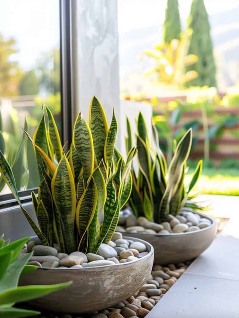 11 Hidden Snake Plant Care Hacks Every Plant Parent Should Know Snake Plant Decor, نباتات منزلية, Potted Plants Outdoor, Plant Decor Indoor, House Plants Decor, House Plants Indoor, Small Backyard Landscaping, Succulents Garden, Backyard Landscaping Designs