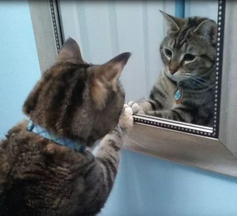 15 Cats Who Will Never Be the Same After They Saw Themselves in a Mirror Talking To Myself Reaction Pic, Mirror Reaction Pic, Confidence Images, Instagram Facts, Talking To Myself, Funny Facebook, Reaction Pic, Never Be The Same, Orange Cats