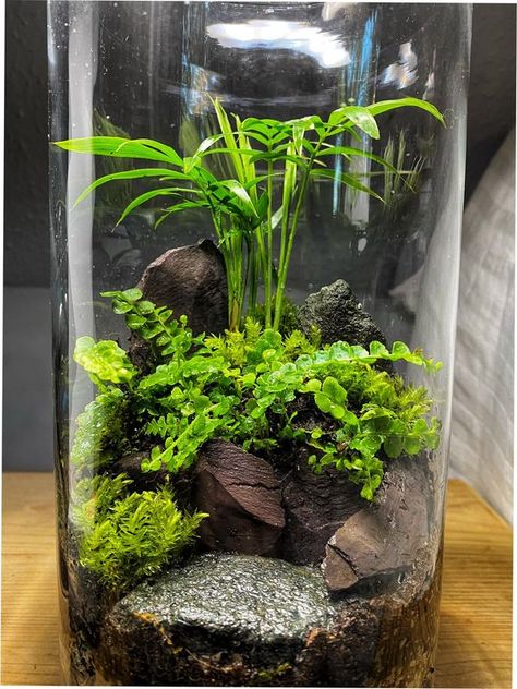 Terrariums/garden in the jars | Rocky tiny garden ❤️ | Facebook Spice Jar Terrarium, Plant Space, Wall Terrarium, Modern Terrarium, Open Terrariums, Planter Wall, Terrarium Ideas, Beautiful Terrariums, Tiny Garden