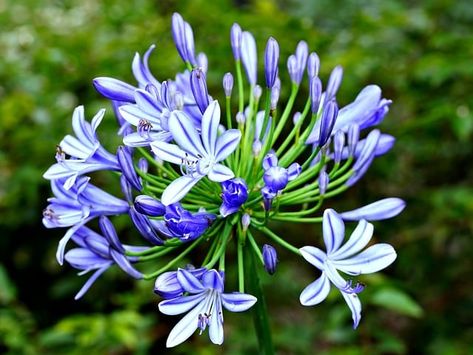 African Lily Flower Plant - Free photo on Pixabay African Lily Landscaping, African Lily Flowers, Fairy Lily Flower, Blue Lily Lily Blue Book, Egyptian Blue Water Lily, African Lily, Water Colours, Flower Plant, Lily Flower