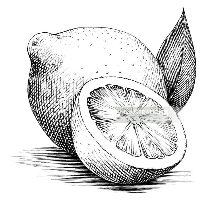 a drawing of a lemon with its slice cut open and ready to be used as an illustration