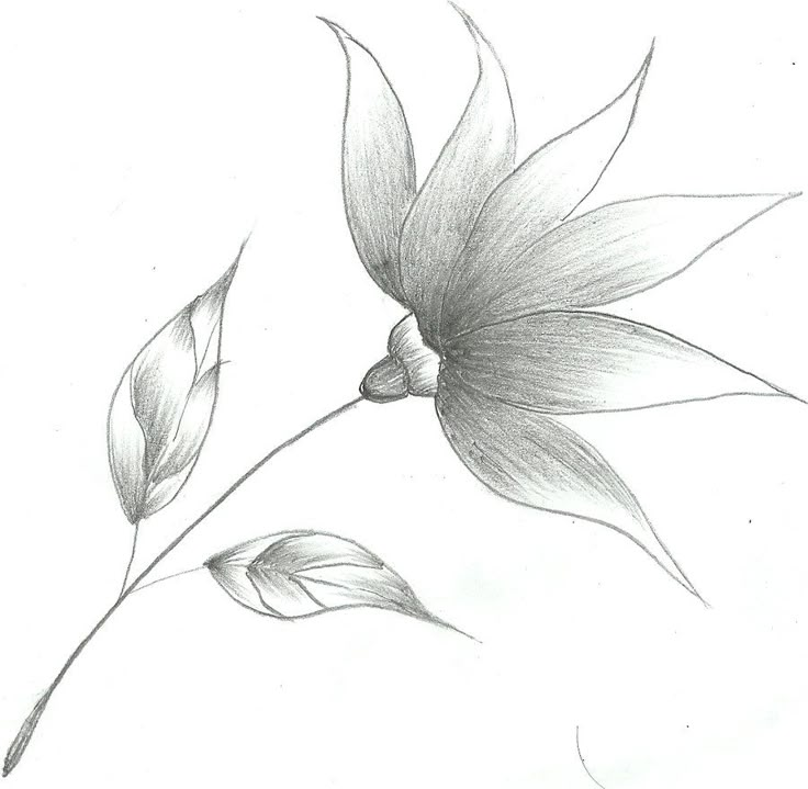 a pencil drawing of a flower on a white background