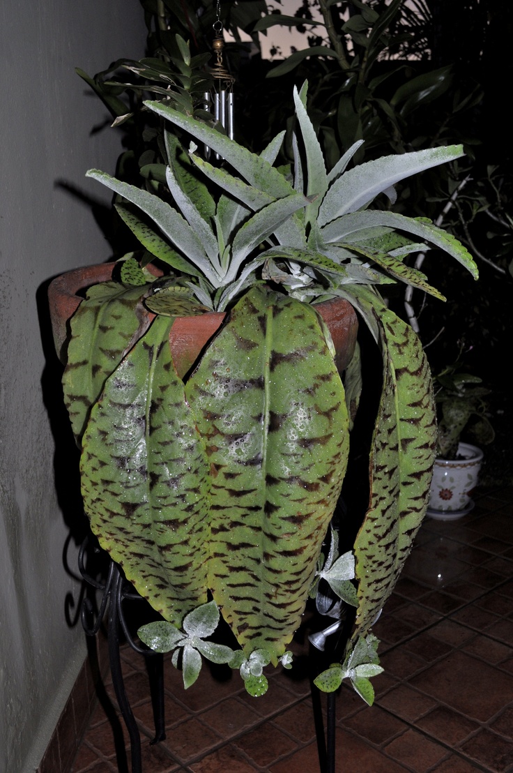 a green plant sitting on top of a metal stand