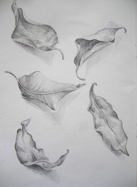 pencil drawing of leaves on white paper